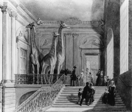 Giraffes On The Staircase In The British Museum, — George Johann Scharf (george The Elder Scharf)
