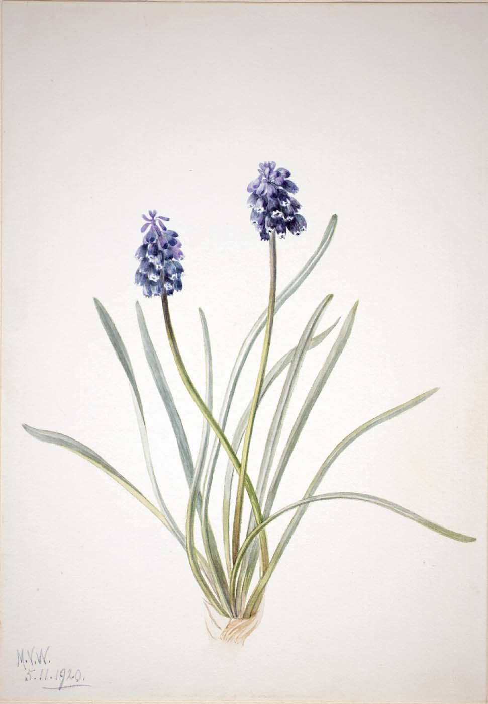 Grape Hyacinth (muscari Racemosum) — Mary Vaux Walcott