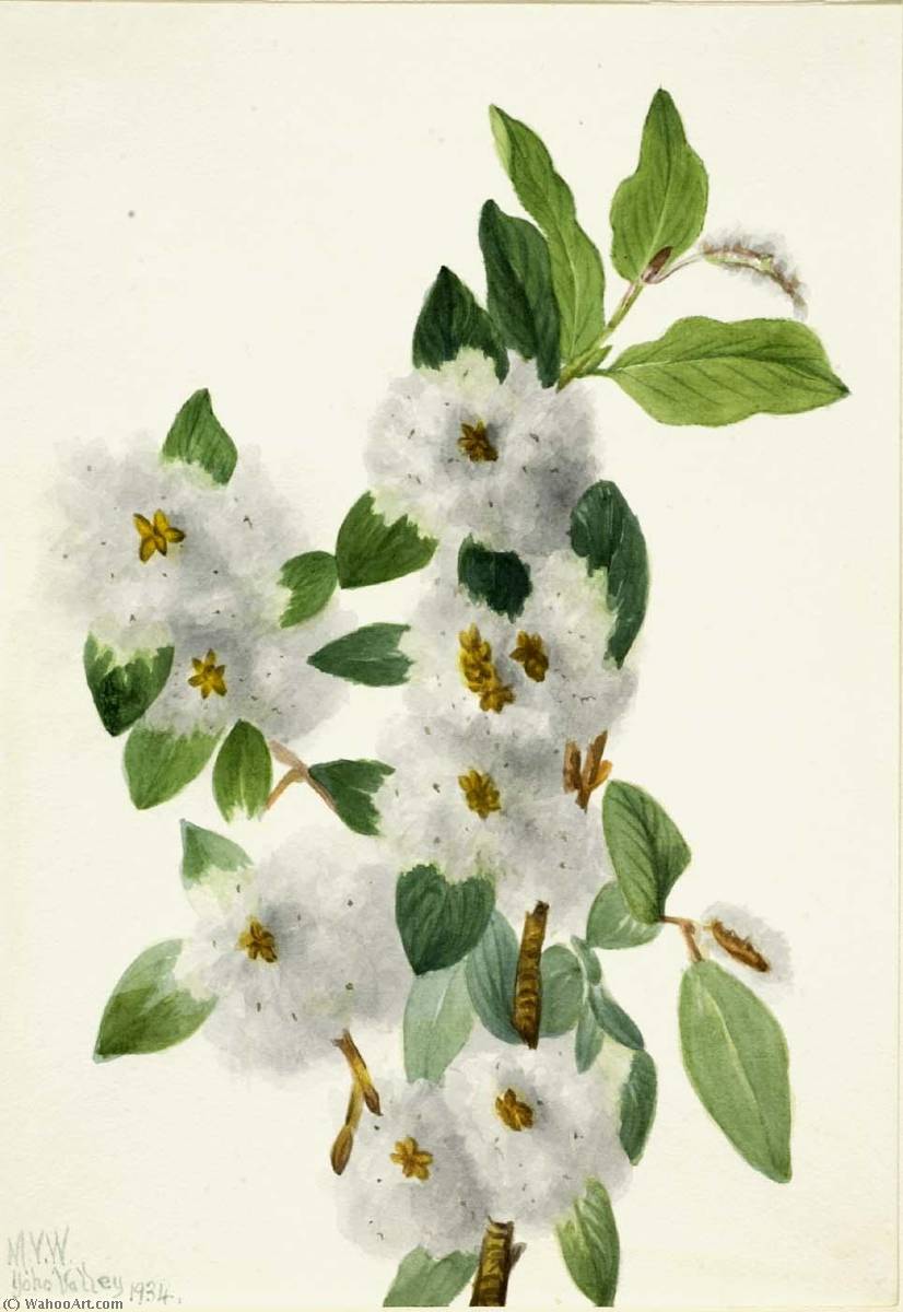 Rock Willow (salix Vestita) — Mary Vaux Walcott