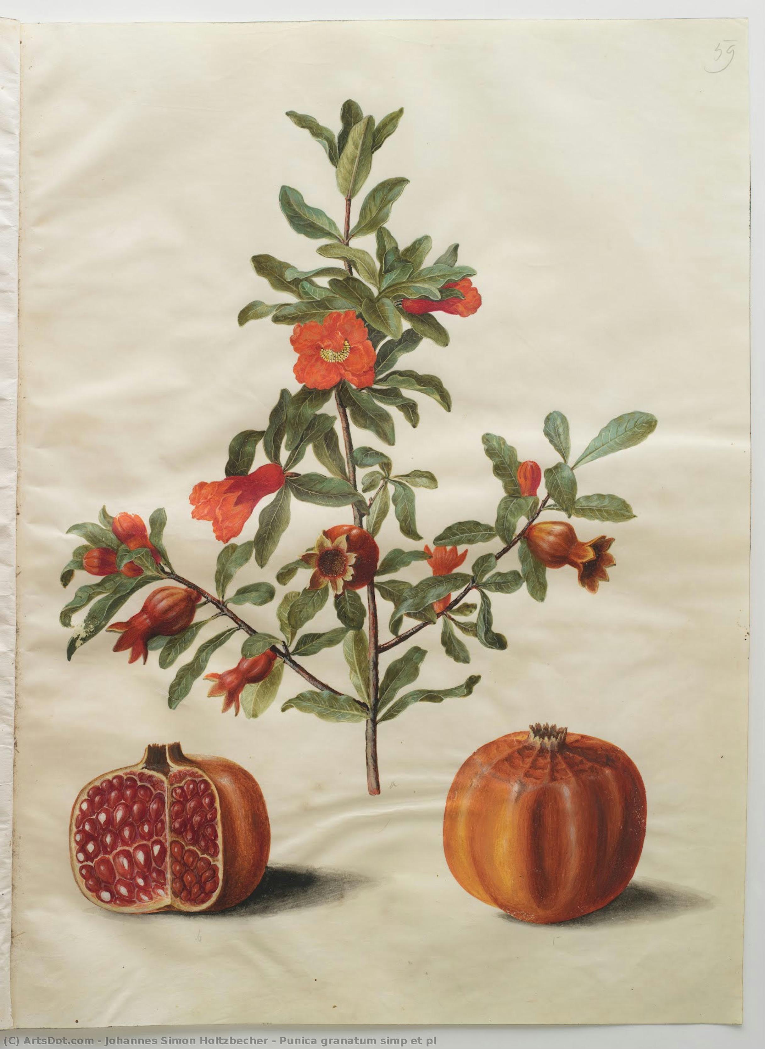 Punica Granatum Simp Et Pl — Johannes Simon Holtzbecher