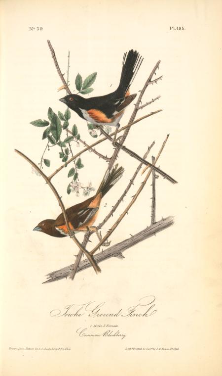 Towhe Ground Finch. 1. Male. 2. Female. (common Blackberry.) — John James Audubon