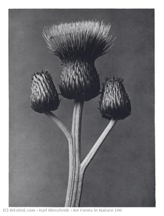 Art Forms In Nature 100 — Karl Blossfeldt