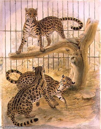 Ocelots In A Cage — Joseph Wolf