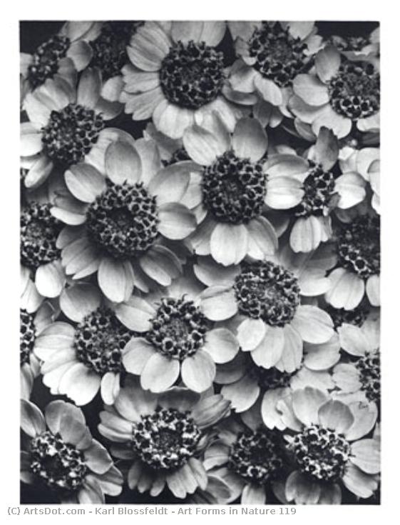 Art Forms In Nature 119 — Karl Blossfeldt