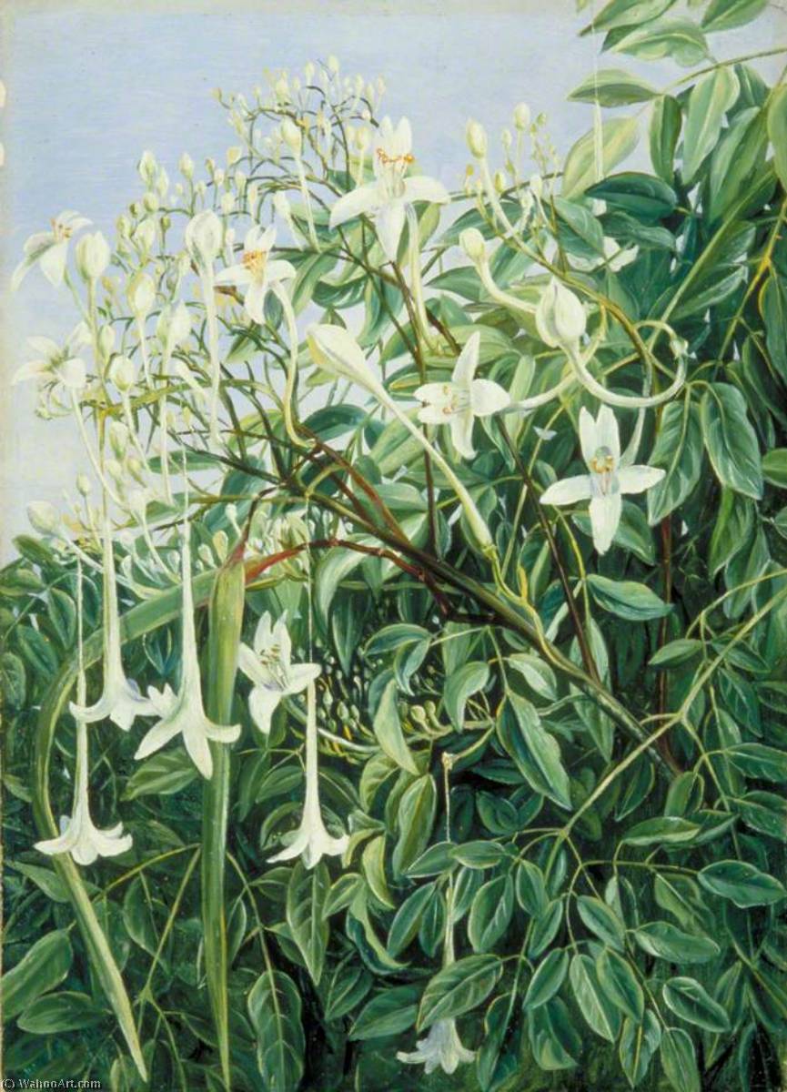 Foliage, Flowers And Fruit Of Millingtonia Hortensis — Marianne North