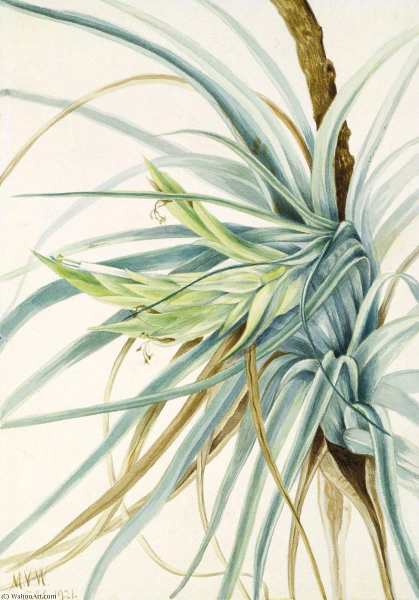 Wild Pineapple (tillandsia Fasciculata) — Mary Vaux Walcott