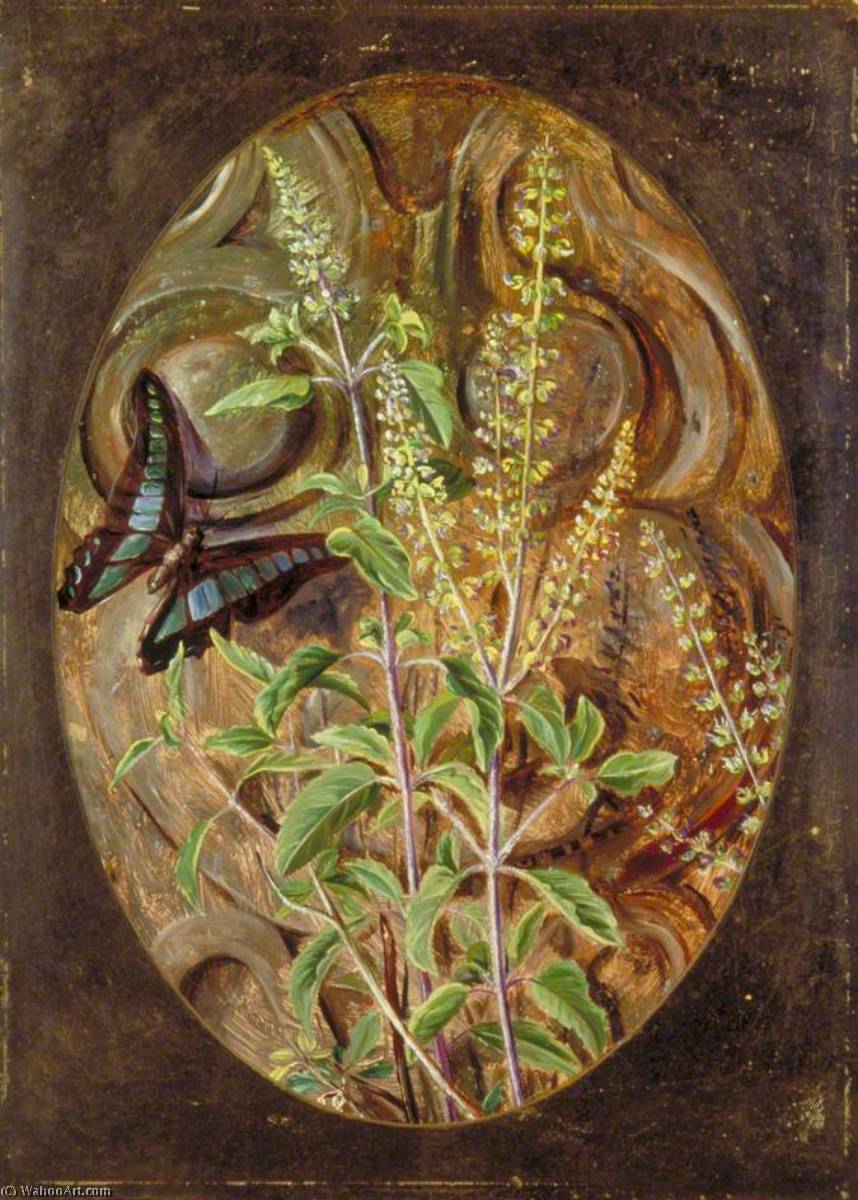 Albahaca Sagrada O Tulsi — Marianne North