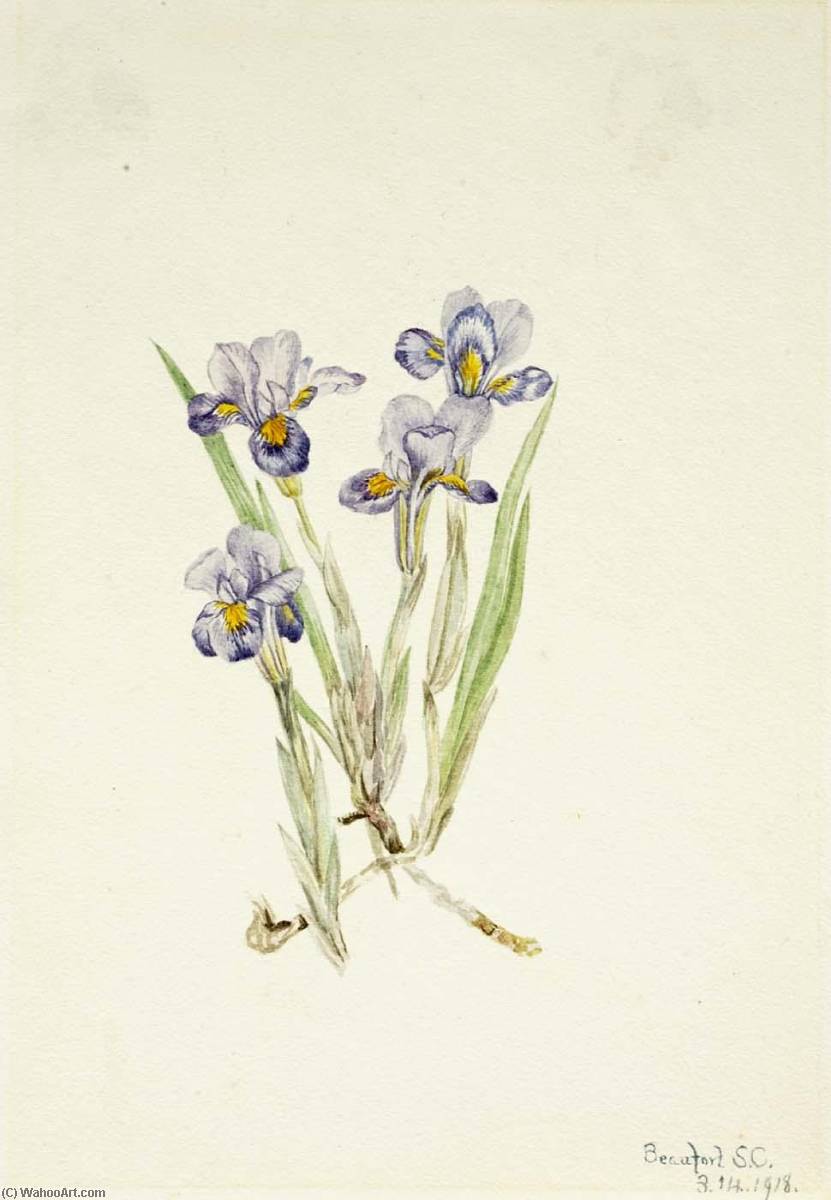 Vernal Iris (iris Verna) — Mary Vaux Walcott