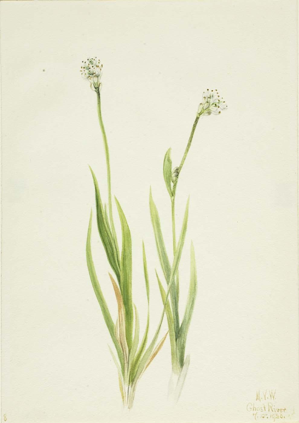 Bog Asphodel (tofieldia Intermedia) — Mary Vaux Walcott