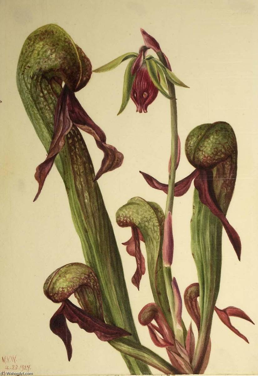 California Pitcherplant (chrysamphora Californica) — Mary Morris Vaux Walcott