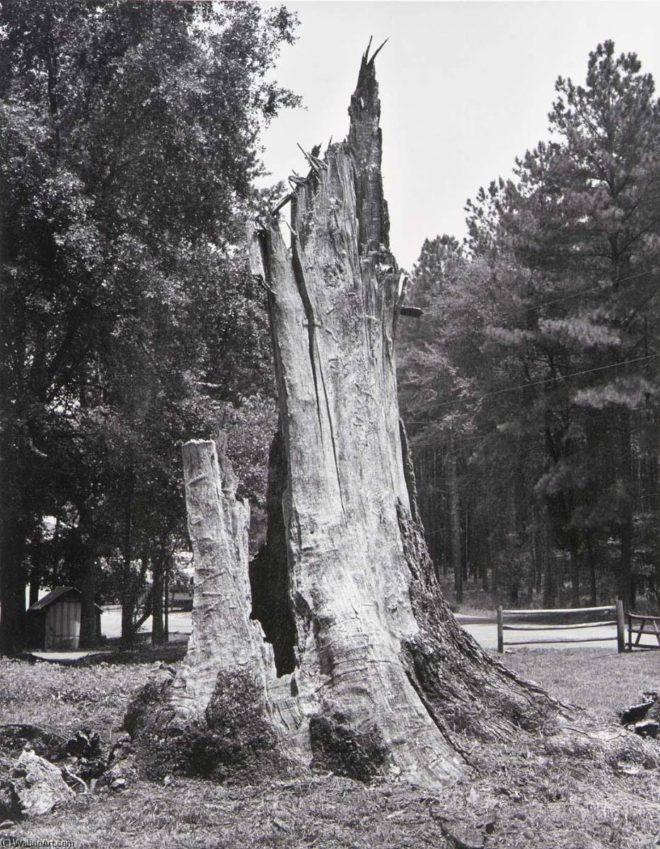 Dead Tree — Bernard Stadiem