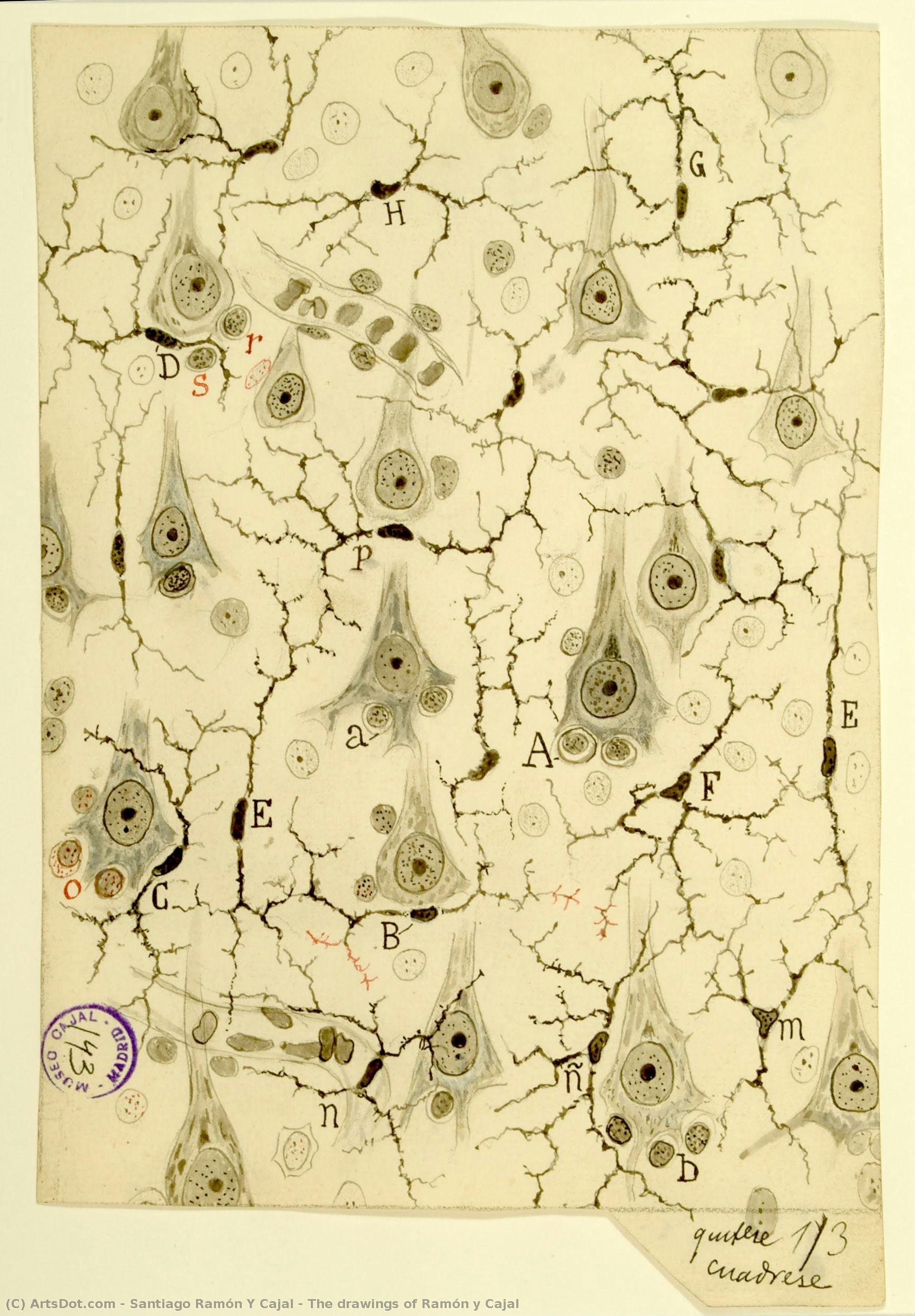 The Drawings Of Ramón Y Cajal — Santiago Ramón Y Cajal