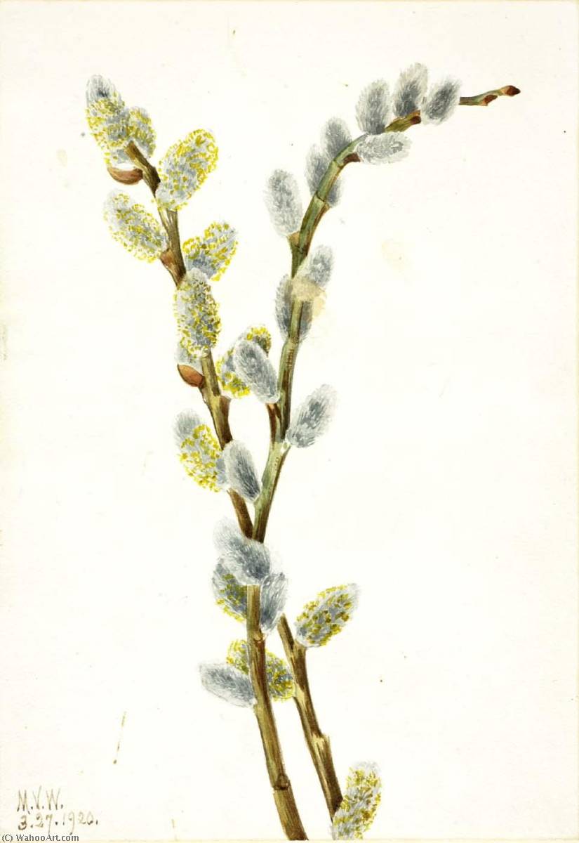Pussy Willow (salix Discolor) — Mary Vaux Walcott