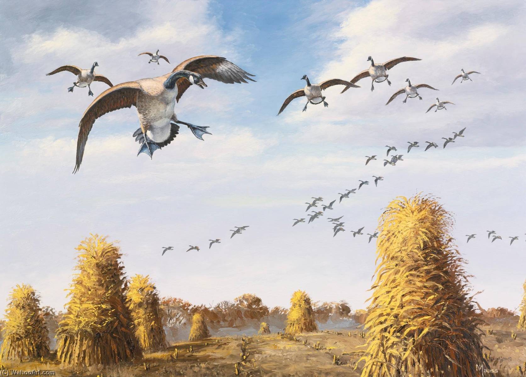 Canada Geese Coming In For A Landing — David Maass