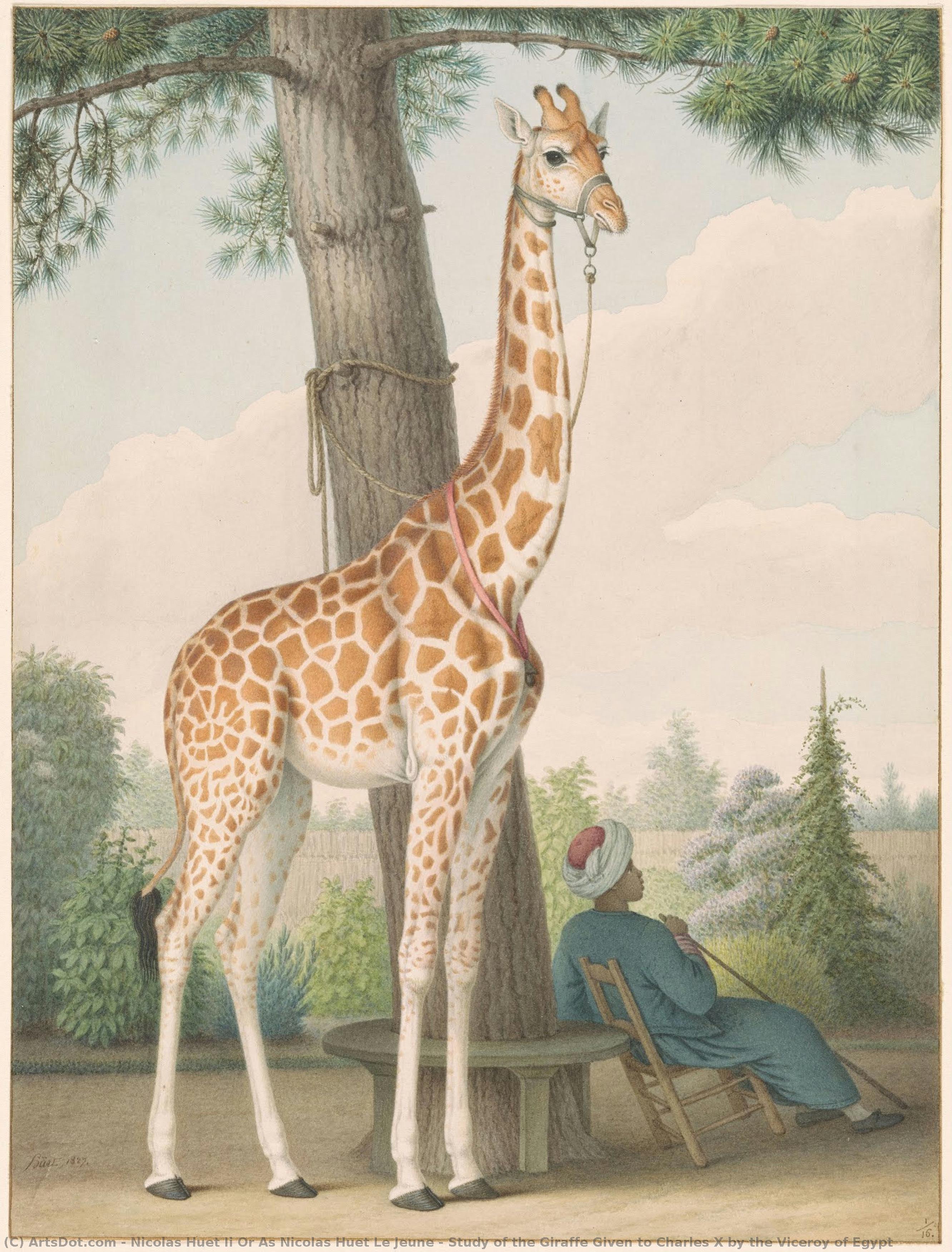 Study Of The Giraffe Given To Charles X By The Viceroy Of Egypt — Nicolas Huet Ii Or As Nicolas Huet Le Jeune