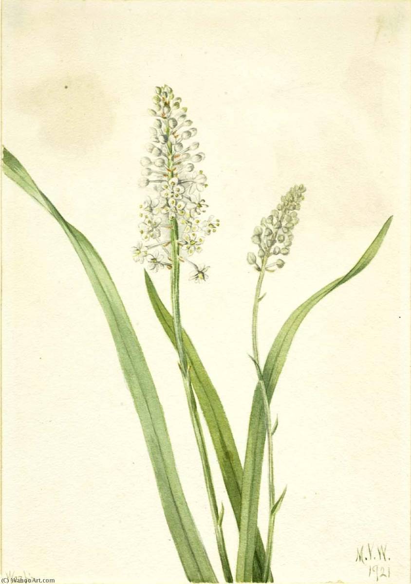 Crowpoison (chrosperma Muscaetoxicum) — Mary Vaux Walcott