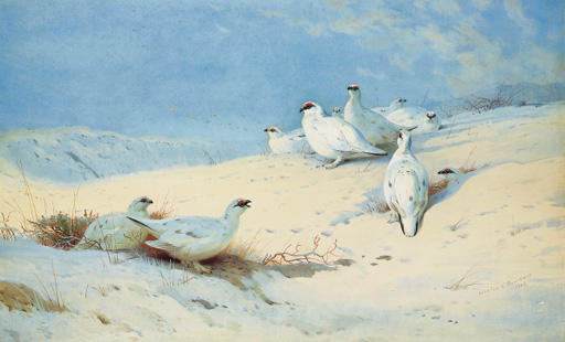 In The Rays Of The Morning Sun. Ptarmigan In The Snow — Archibald Thorburn