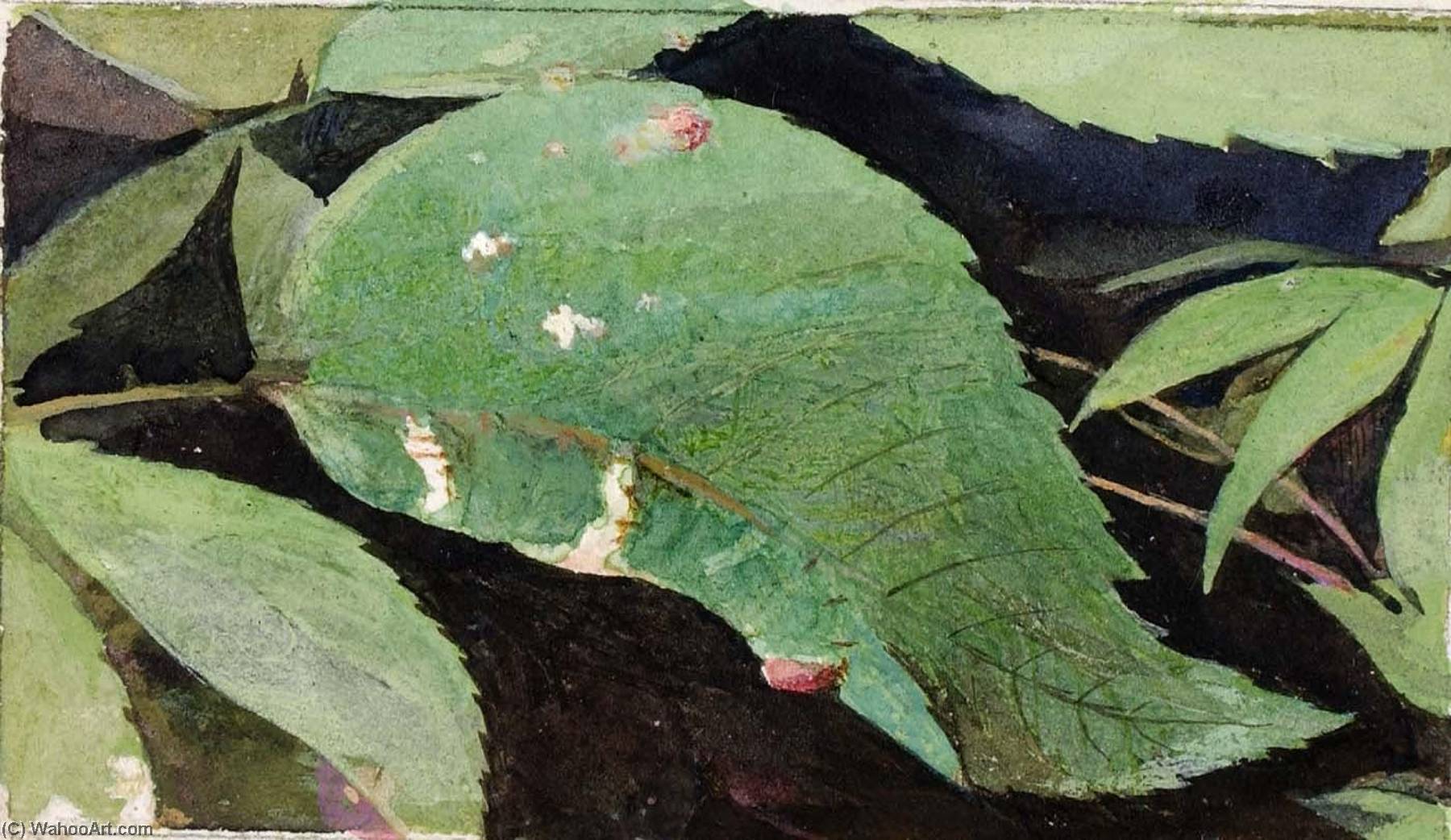 White Birch Leaf Edge Caterpillar, Study For Book Concealing Coloration In The Animal Kingdom — Emma Beach Thayer