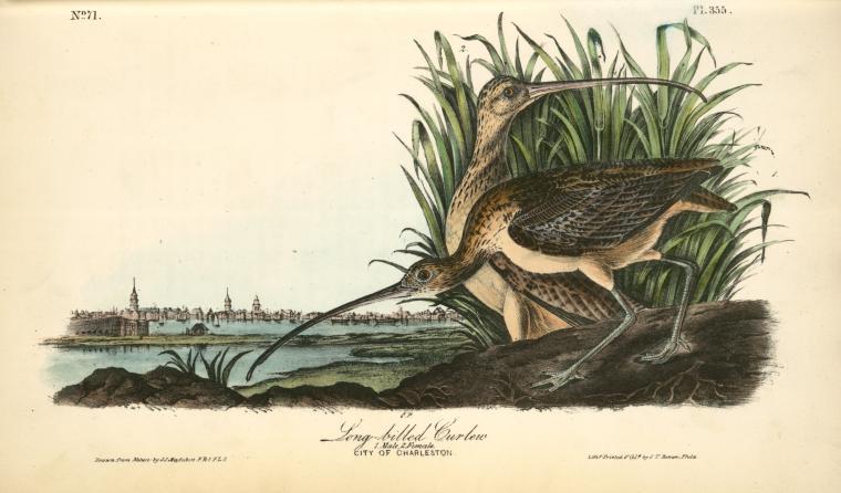 Long-billed Curlew. 1. Male. 2. Female — John James Audubon