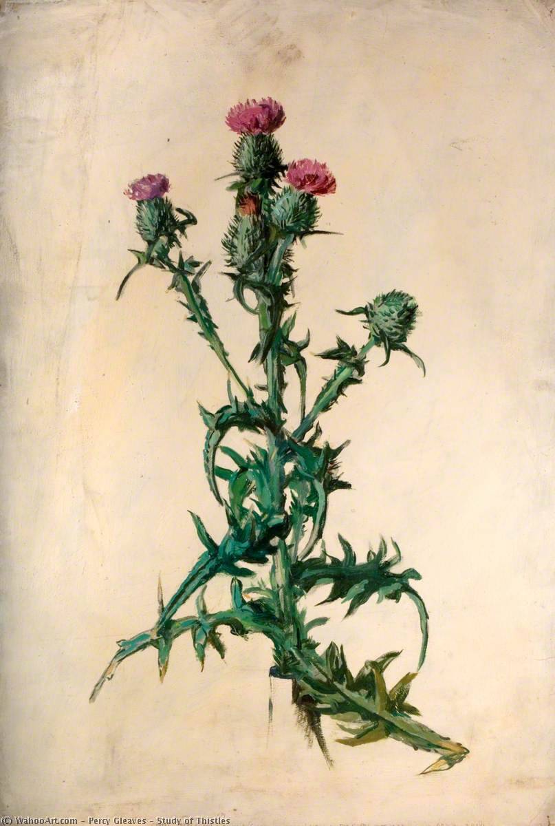 Study Of Thistles — Percy Gleaves
