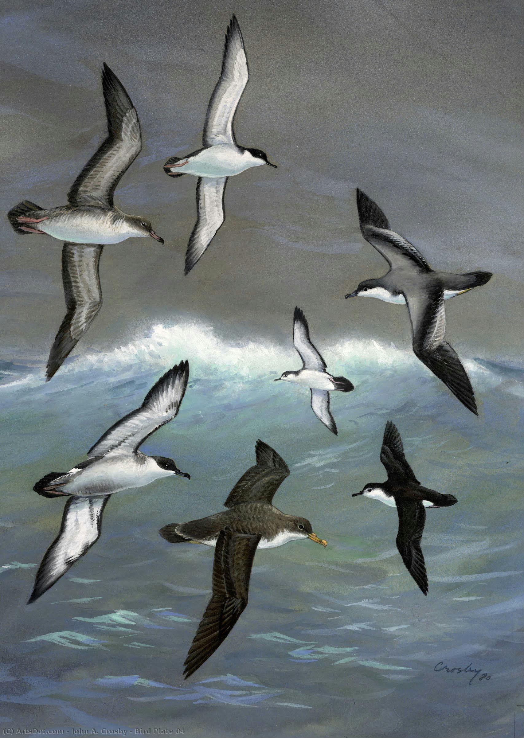 Bird Plate 04 — John A. Crosby