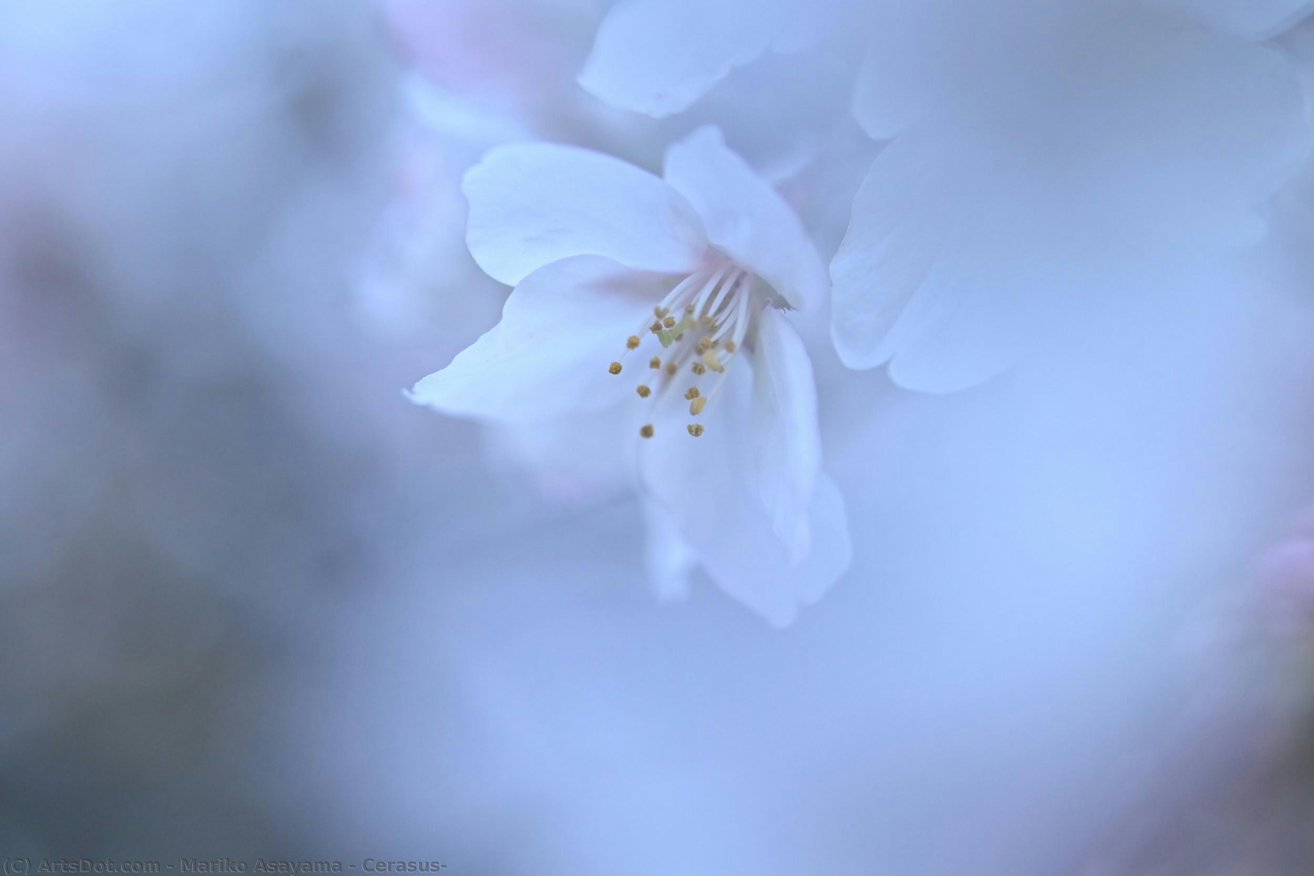 Cerasus２ — Mariko Asayama