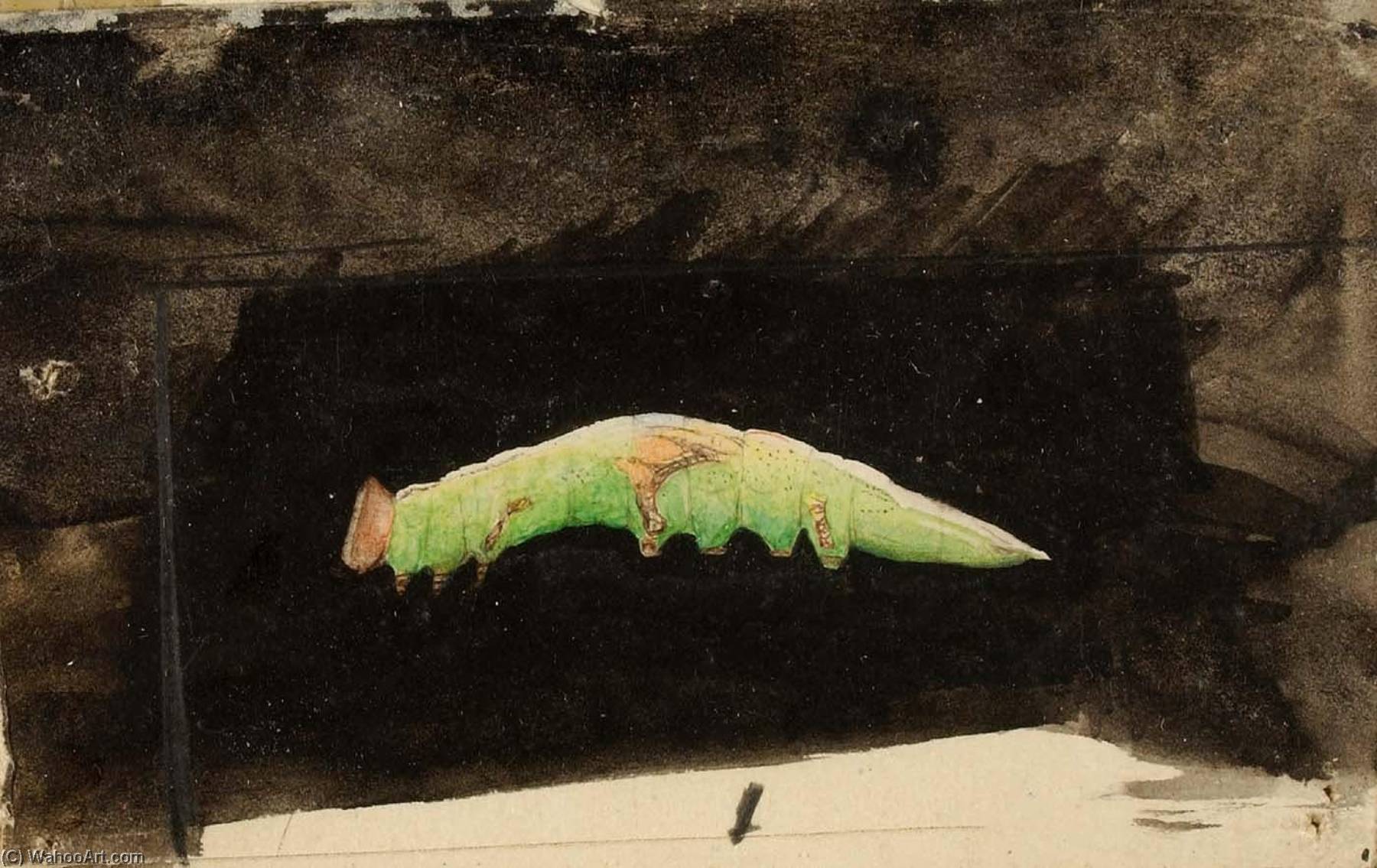 Larger Spotted Beach Leaf Edge Caterpillar, Study For Book Concealing Coloration In The Animal Kingdom — Emma Beach Thayer
