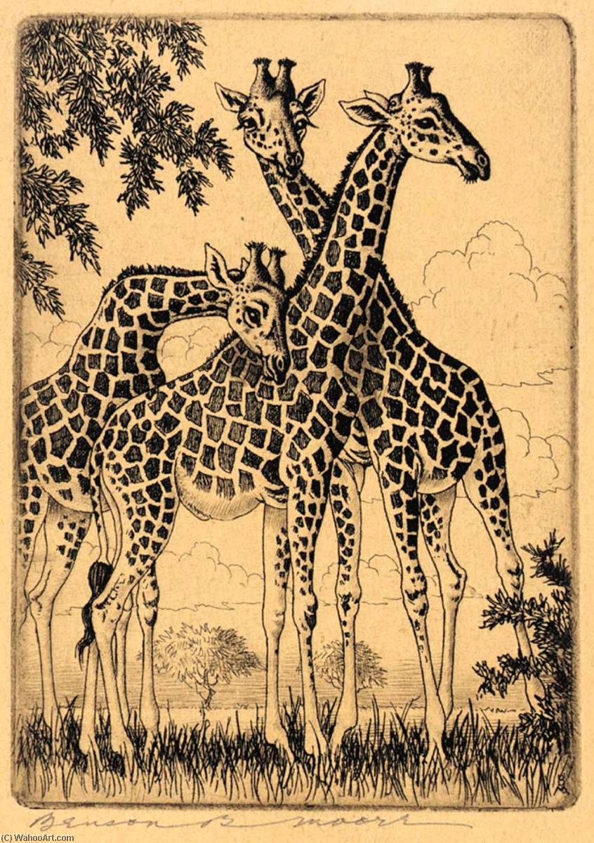 Nubian Giraffes — Benson B Moore