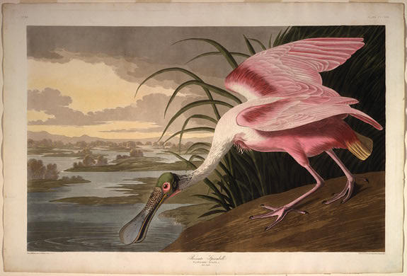 Roseate Spoonbill — Robert Havell
