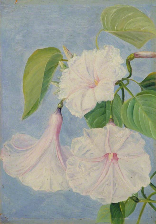 Blüten Eines Strauchartigen Winde, Jamaika — Marianne North