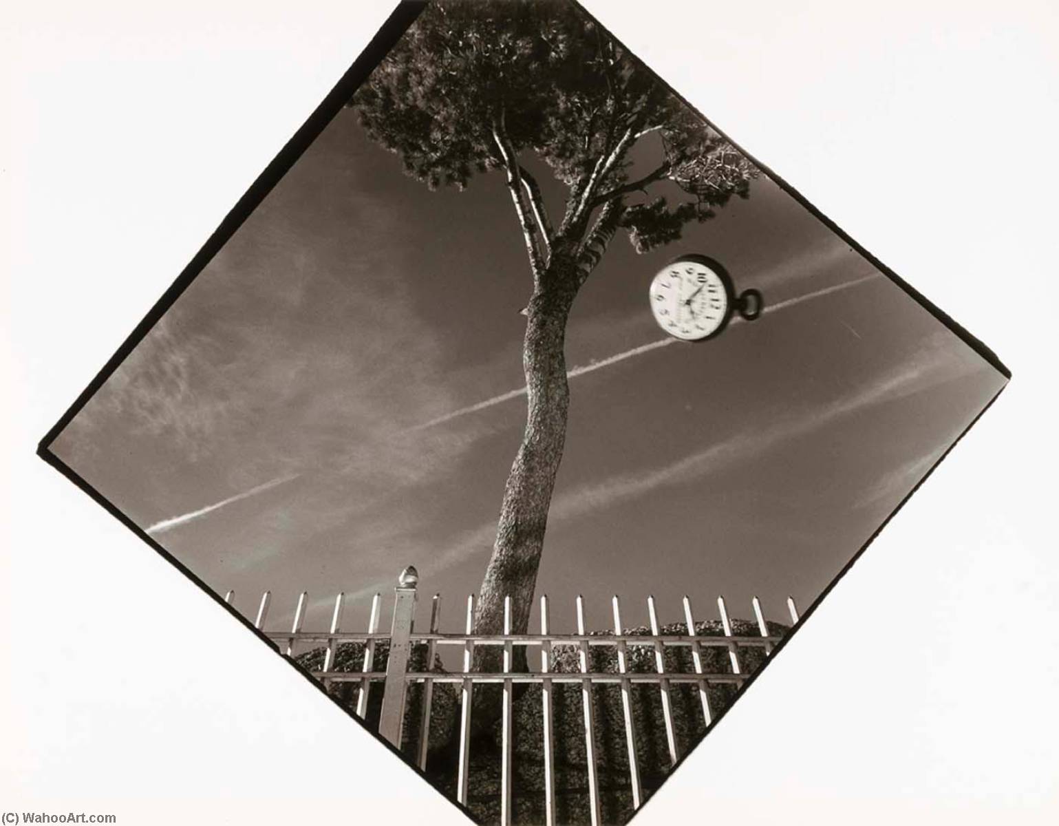Tree Growing Through The Rock, From The Wyoming Documentary Survey Project — Penny Diane Wolin