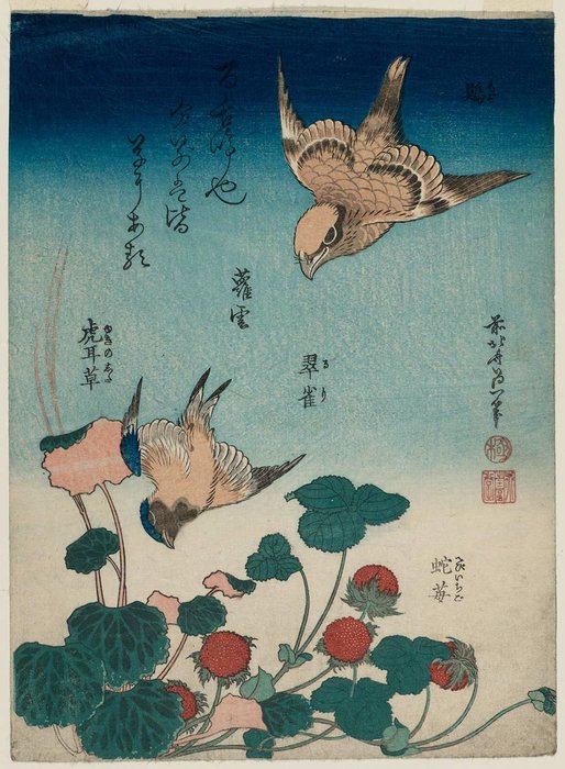 Shrike Und Blauberge Mit Begonie Und Wildkirsche — Katsushika Hokusai