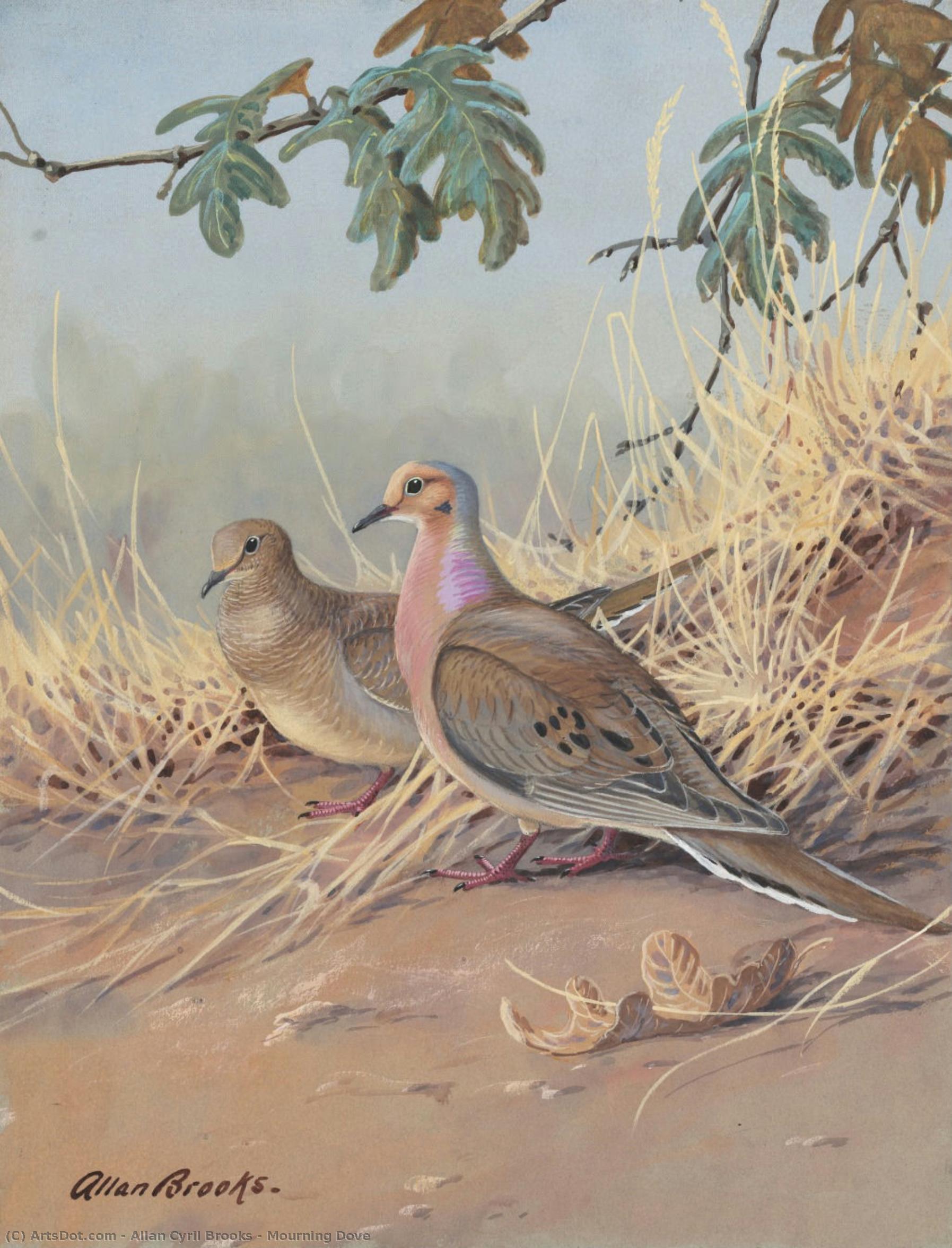 Mourning Dove — Allan Cyril Brooks