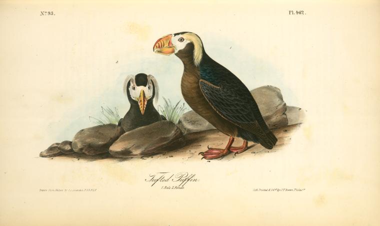 Tufted Puffin. 1. Male. 2 Female — John James Audubon
