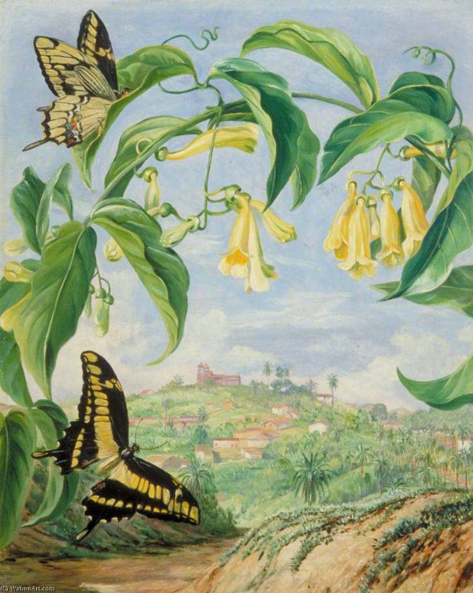 Yellow Bignonia And Swallow Tail Butterflies With A View Of Congonhas, Brazil — Marianne North