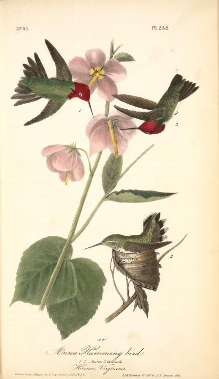 Anna Humming Bird. 1. 2. Males. 3. Female. (hibiscus Virginicus.) — John James Audubon