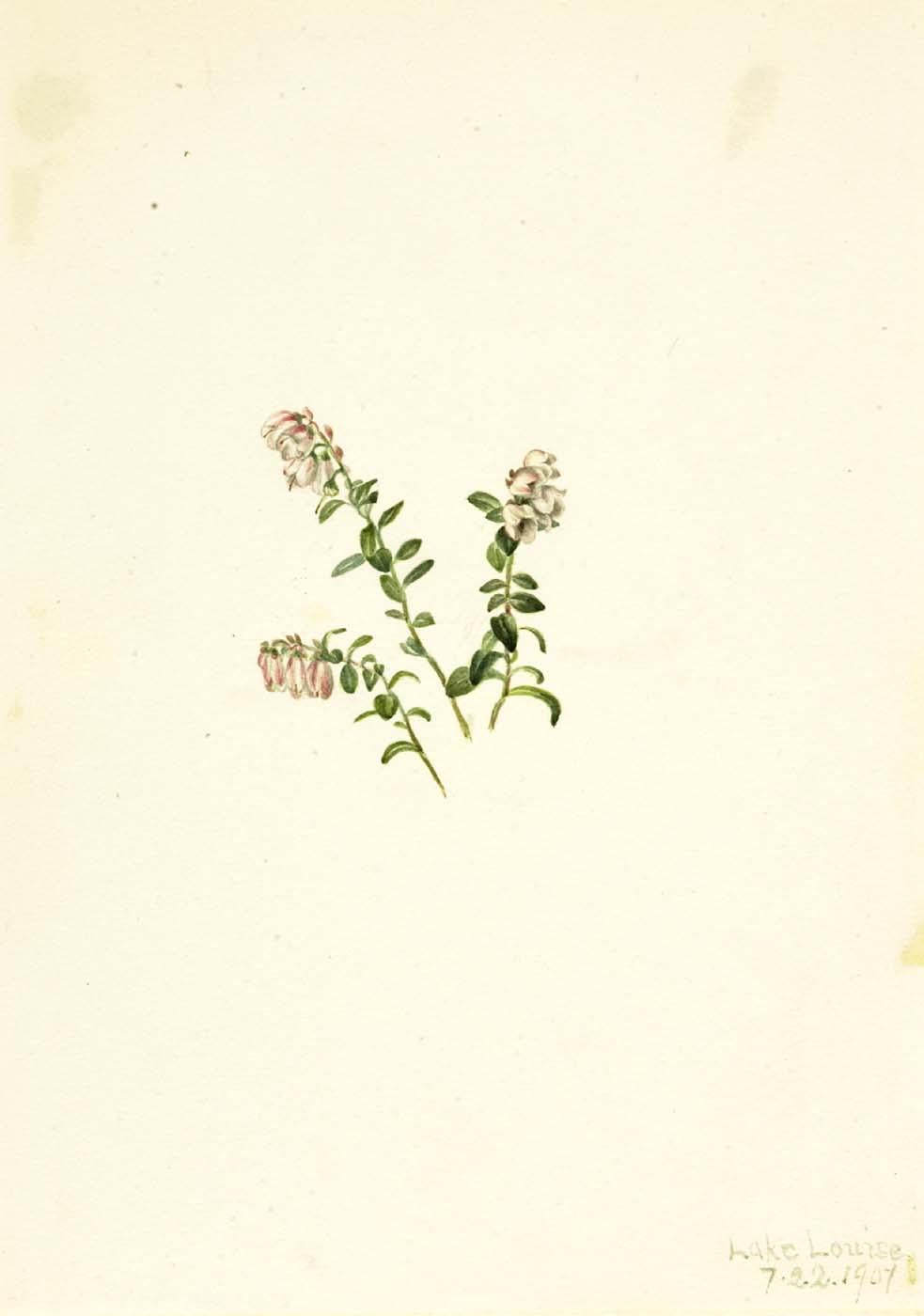 Mountain Cranberry (vaccinium Vitisidaea Minus) — Mary Vaux Walcott