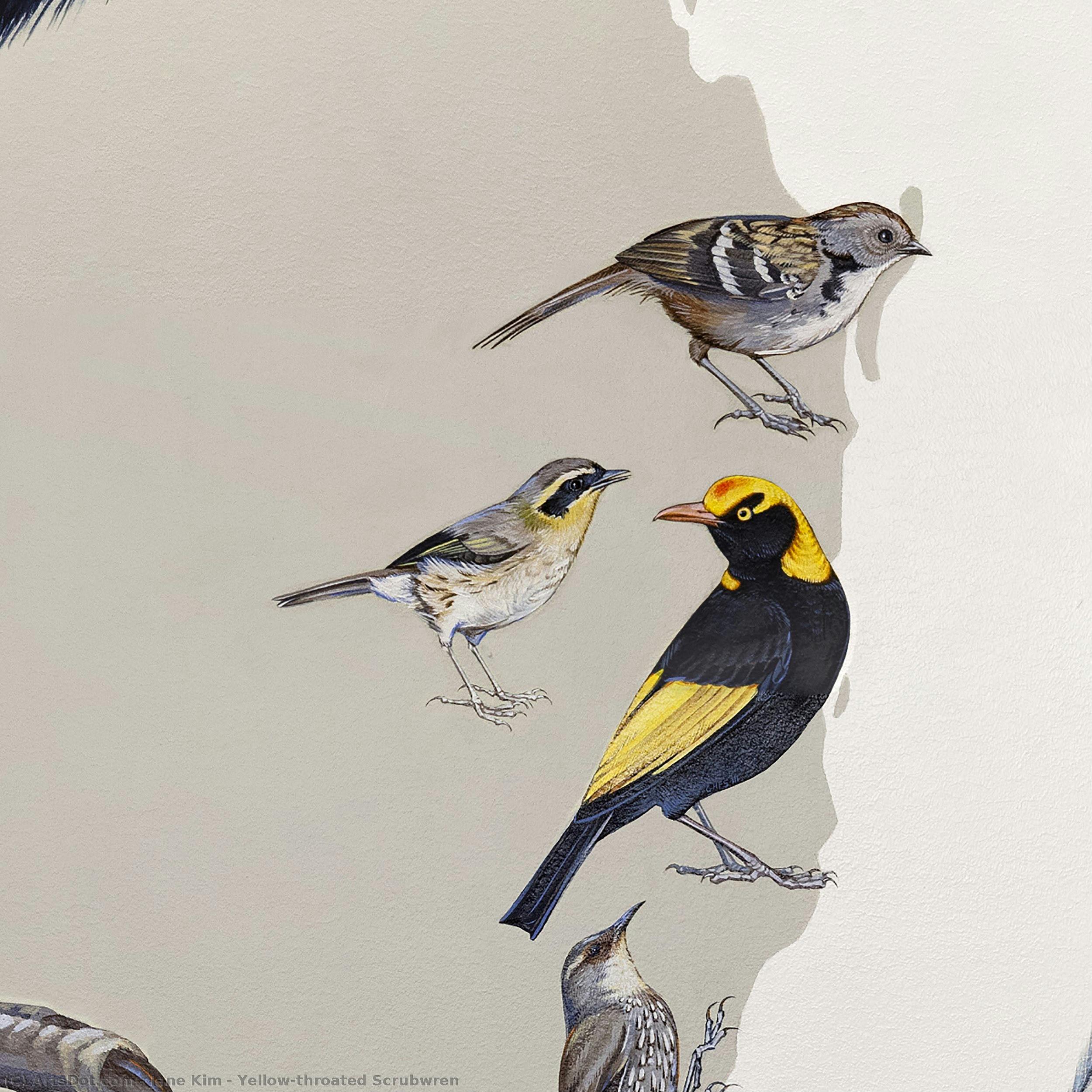 Yellow-throated Scrubwren — ジェーン・キム