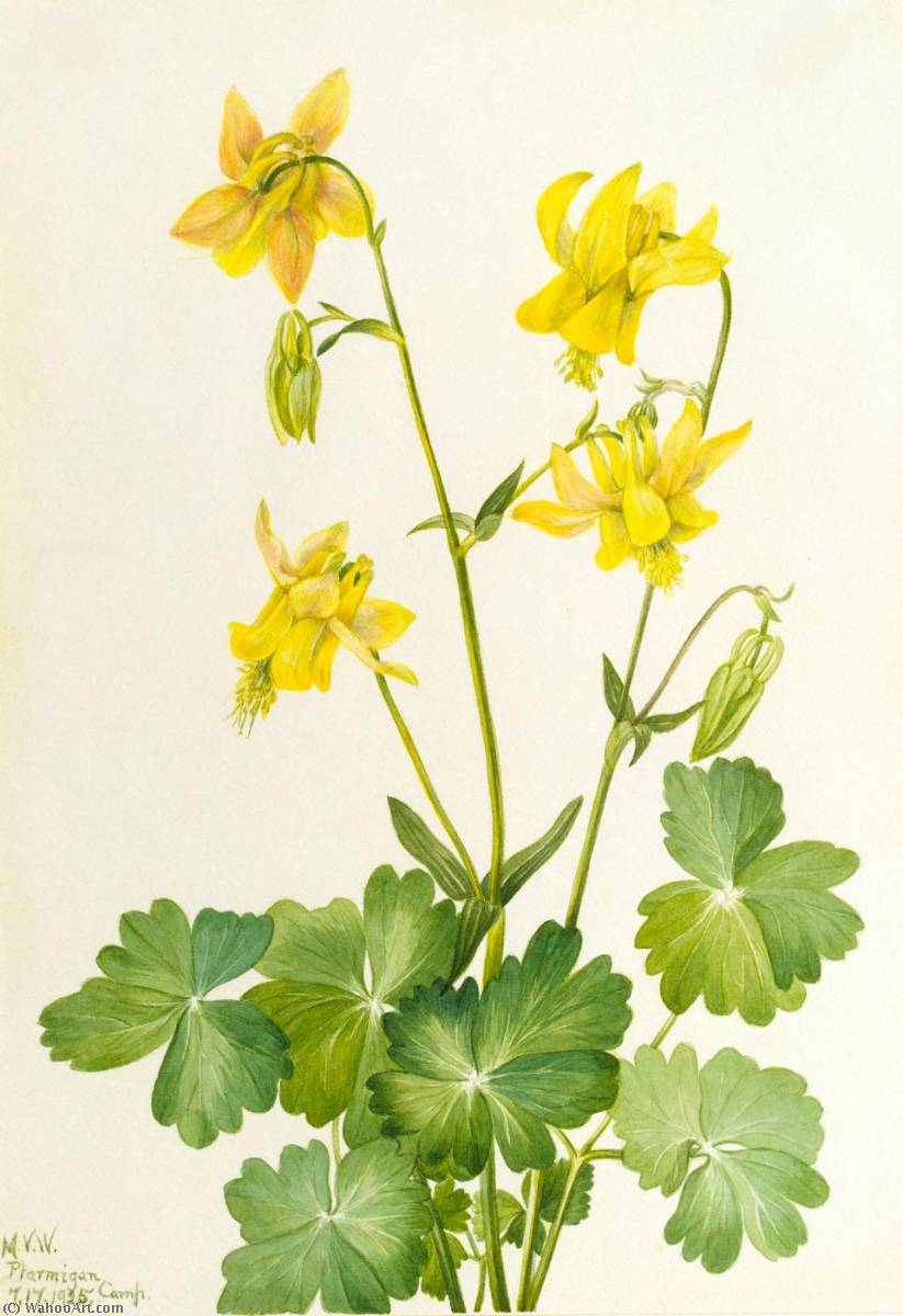 Lemon Columbine (aquilegia Flavescens) — Мери Вокс Волкотт