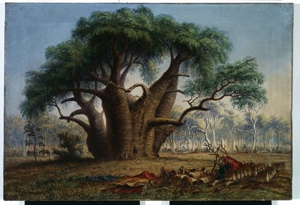 Gouty Stem Tree, Adansonia Gregorii — Thomas Baines