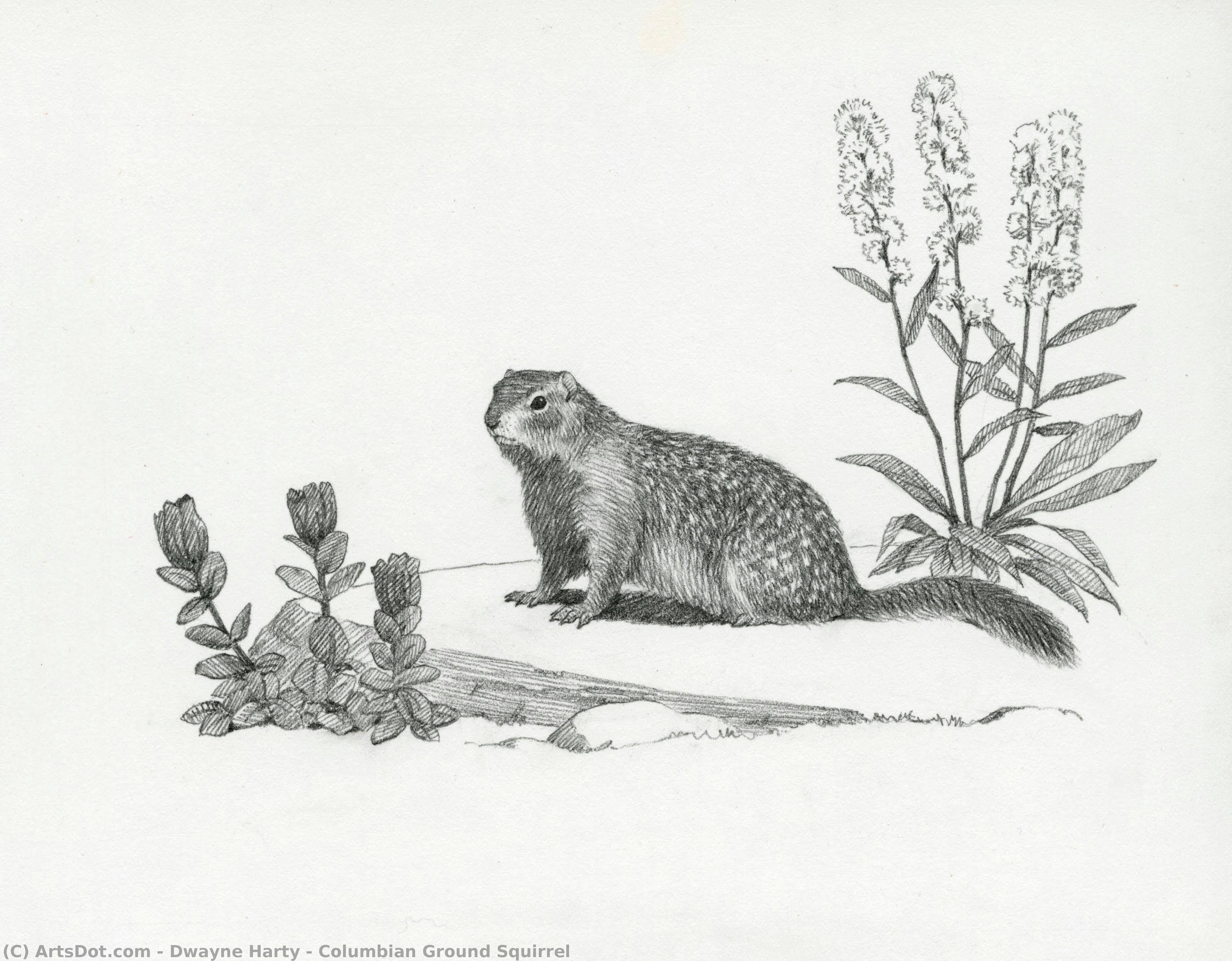Columbian Ground Squirrel — Dwayne Harty