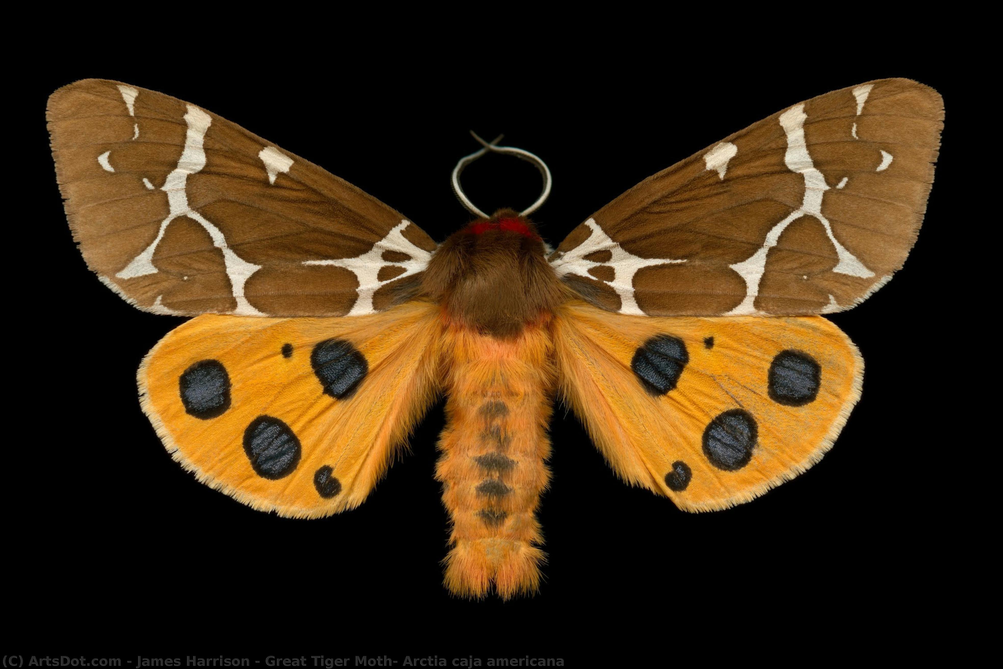 Great Tiger Moth, Arctia Caja Americana — James Harrison