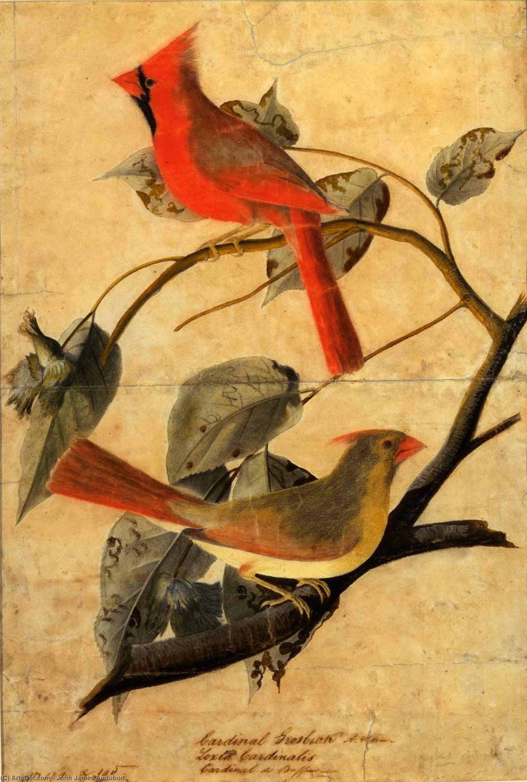 Cardinal Grosbeak — Джон Јејмс Одобон