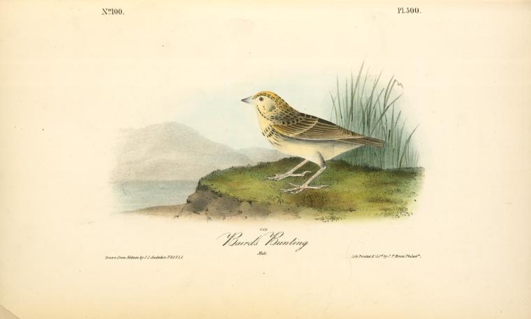 Baird's Bunting. Male — John James Audubon