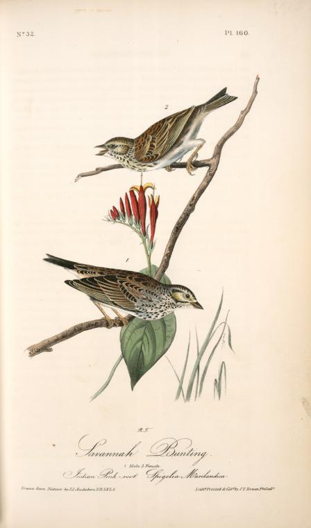 Savannah Bunting. 1. Male. 2. Female. (indian Pink-root. Spigelia Marilandica.) — John James Audubon