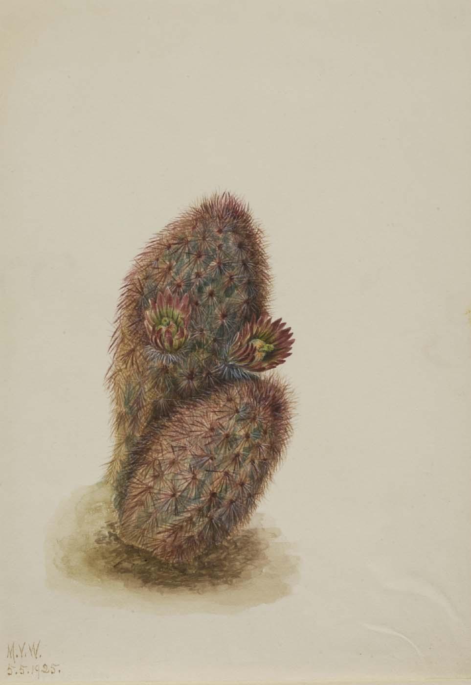 Green Strawberry Cactus (echinocereus Viridiflorus) — Mary Vaux Walcott
