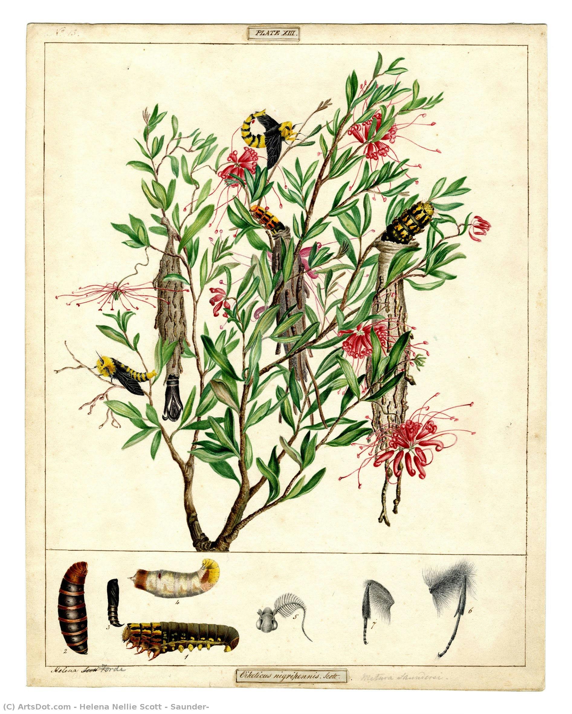 Saunder — Helena Nellie Scott