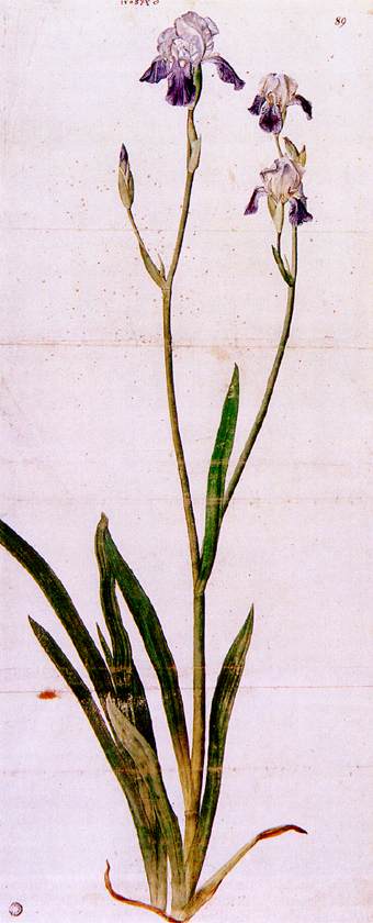 Iris — Albrecht Dürer