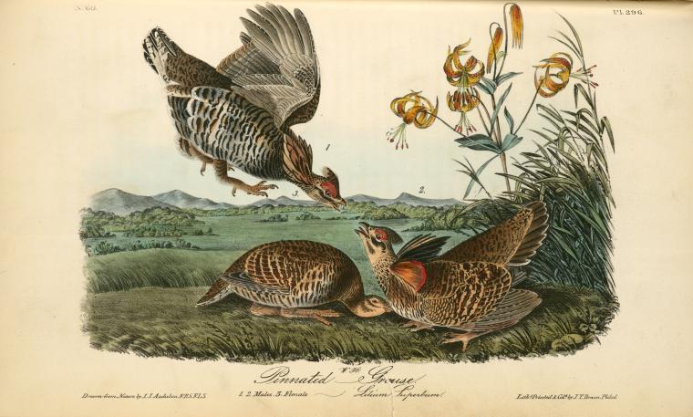 Pinnated Grouse. 1. 2. Males. 3. Female. (lilium Superbum) — John James Audubon