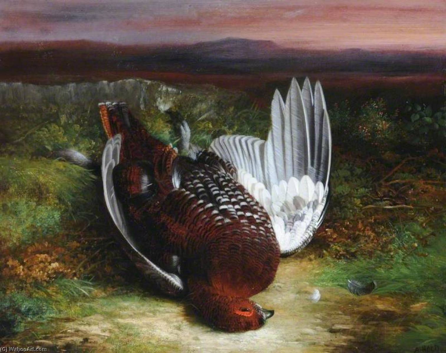 Red Cock Grouse — Abel Hold